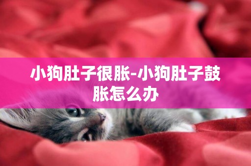 小狗肚子很脹-小狗肚子鼓脹怎么辦