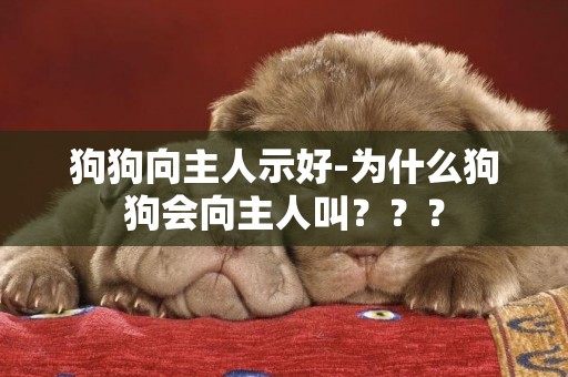 狗狗向主人示好-為什么狗狗會向主人叫？？？