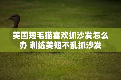 美國短毛貓喜歡抓沙發怎么辦 訓練美短不亂抓沙發