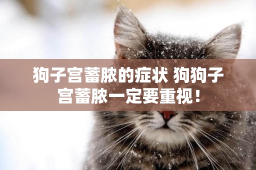 狗子宮蓄膿的癥狀 狗狗子宮蓄膿一定要重視！