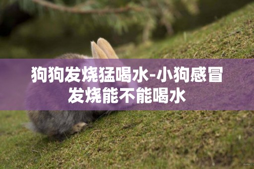狗狗發燒猛喝水-小狗感冒發燒能不能喝水
