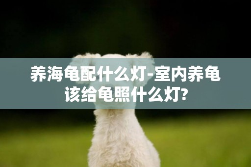 養海龜配什么燈-室內養龜該給龜照什么燈?