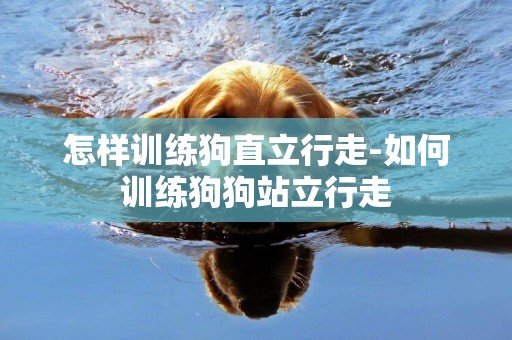 怎樣訓練狗直立行走-如何訓練狗狗站立行走
