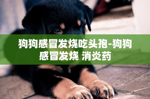 狗狗感冒發燒吃頭孢-狗狗感冒發燒 消炎藥