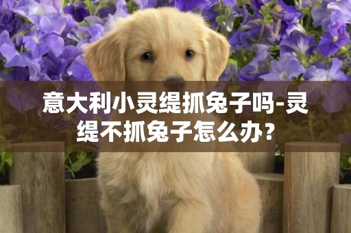 意大利小靈緹抓兔子嗎-靈緹不抓兔子怎么辦？
