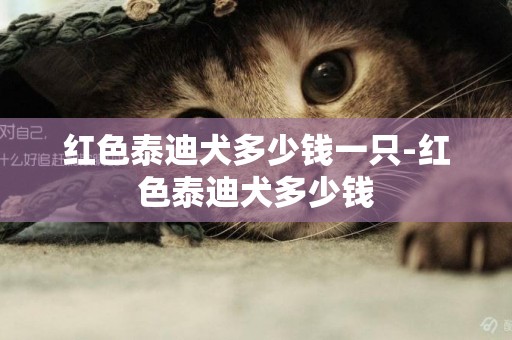 紅色泰迪犬多少錢一只-紅色泰迪犬多少錢
