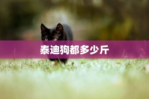 泰迪狗都多少斤