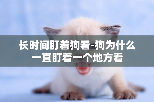 長時間盯著狗看-狗為什么一直盯著一個地方看