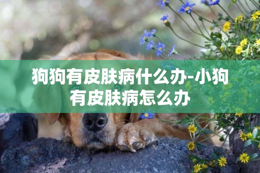 狗狗有皮膚病什么辦-小狗有皮膚病怎么辦