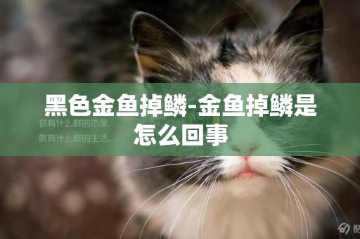 黑色金魚掉鱗-金魚掉鱗是怎么回事