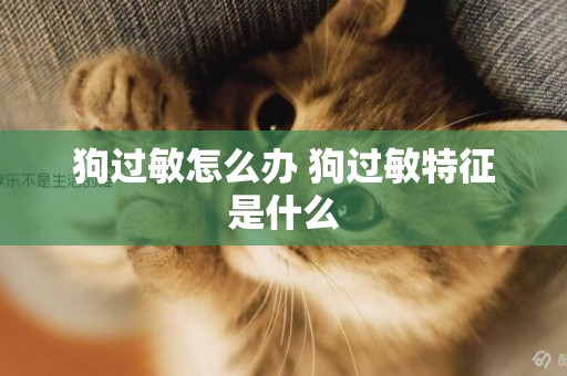 狗過敏怎么辦 狗過敏特征是什么