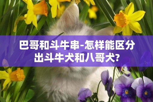 巴哥和斗牛串-怎樣能區分出斗牛犬和八哥犬?