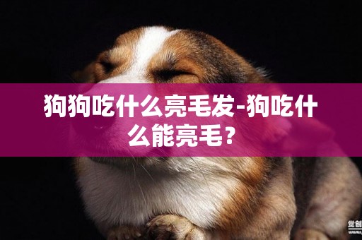 狗狗吃什么亮毛發-狗吃什么能亮毛？