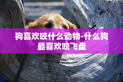 狗喜歡咬什么動物-什么狗最喜歡咬飛盤