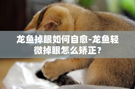 龍魚掉眼如何自愈-龍魚輕微掉眼怎么矯正？