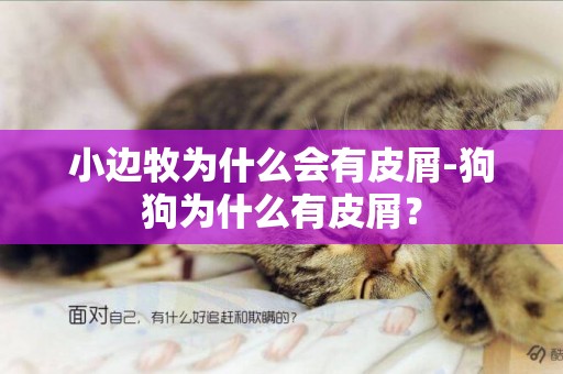 小邊牧為什么會有皮屑-狗狗為什么有皮屑？