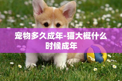 寵物多久成年-貓大概什么時候成年