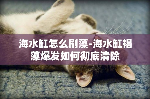 海水缸怎么刷藻-海水缸褐藻爆發如何徹底清除