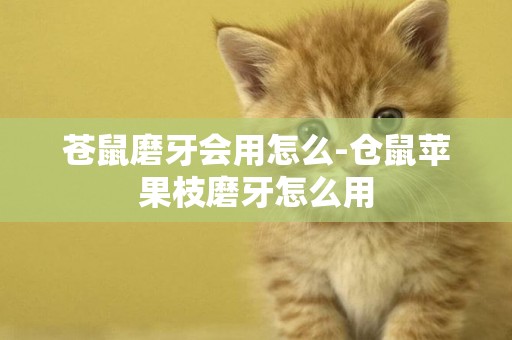 蒼鼠磨牙會用怎么-倉鼠蘋果枝磨牙怎么用