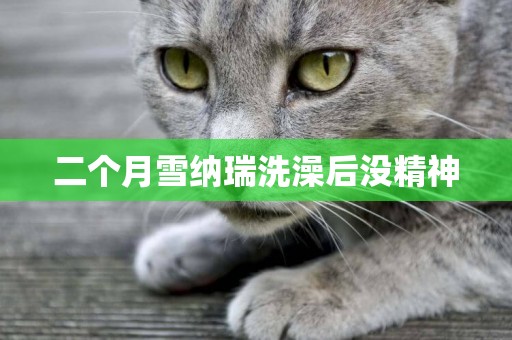二個月雪納瑞洗澡后沒精神