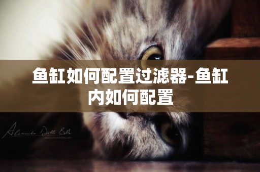 魚缸如何配置過濾器-魚缸內如何配置