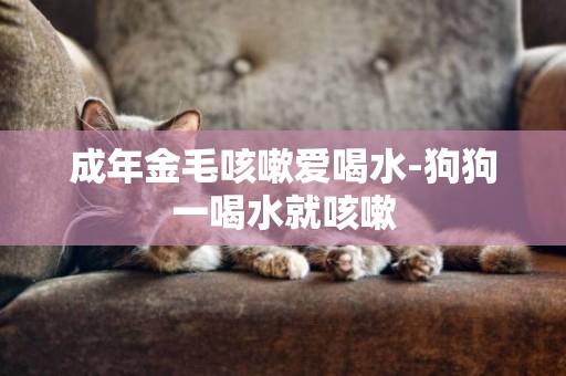 成年金毛咳嗽愛喝水-狗狗一喝水就咳嗽