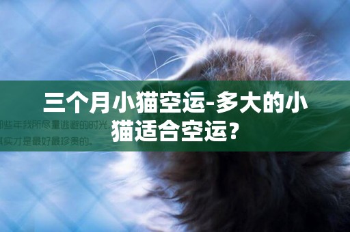 三個月小貓空運-多大的小貓適合空運？