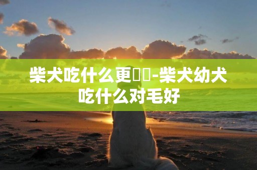 柴犬吃什么更強壯-柴犬幼犬吃什么對毛好