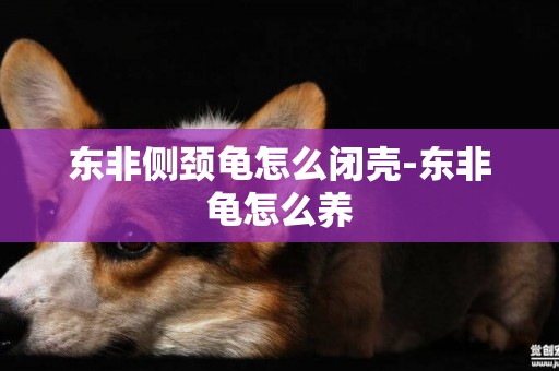 東非側頸龜怎么閉殼-東非龜怎么養