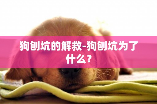 狗刨坑的解救-狗刨坑為了什么？