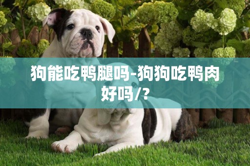 狗能吃鴨腿嗎-狗狗吃鴨肉好嗎/?