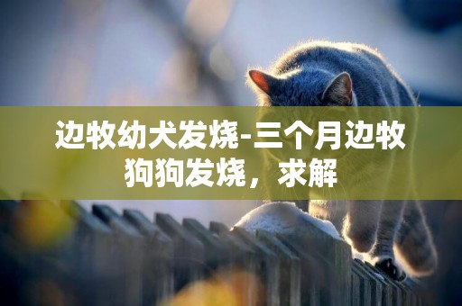 邊牧幼犬發燒-三個月邊牧狗狗發燒，求解