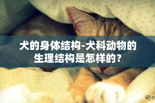 犬的身體結構-犬科動物的生理結構是怎樣的？