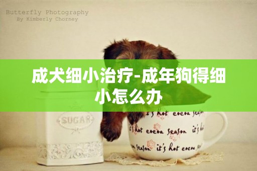 成犬細小治療-成年狗得細小怎么辦