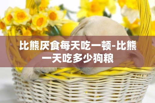 比熊厭食每天吃一頓-比熊一天吃多少狗糧