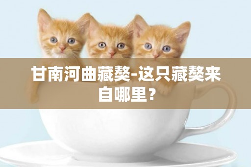 甘南河曲藏獒-這只藏獒來自哪里？