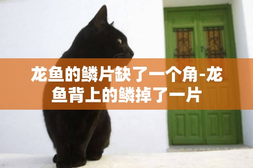 龍魚的鱗片缺了一個角-龍魚背上的鱗掉了一片