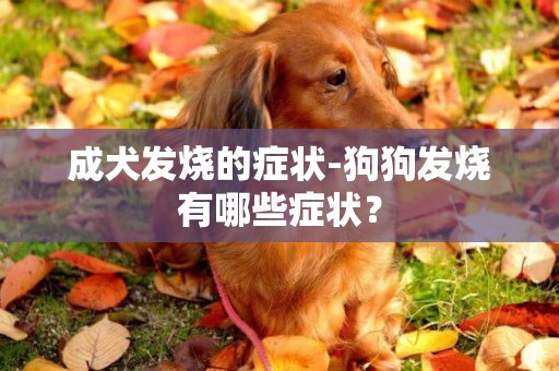 成犬發燒的癥狀-狗狗發燒有哪些癥狀？