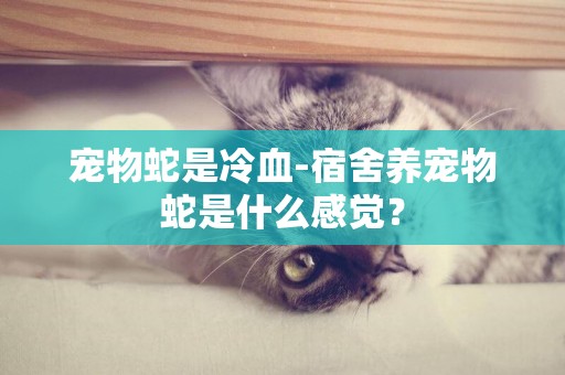 寵物蛇是冷血-宿舍養寵物蛇是什么感覺？