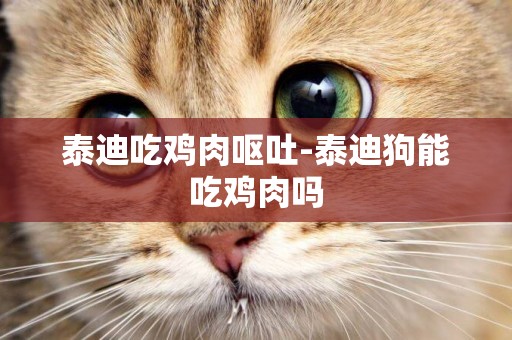 泰迪吃雞肉嘔吐-泰迪狗能吃雞肉嗎