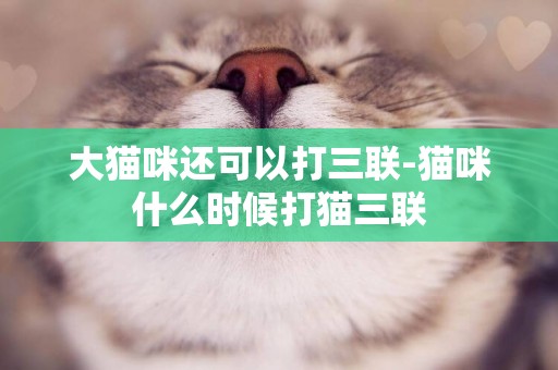 大貓咪還可以打三聯-貓咪什么時候打貓三聯