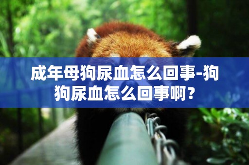 成年母狗尿血怎么回事-狗狗尿血怎么回事啊？