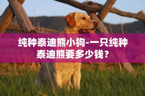 純種泰迪熊小狗-一只純種泰迪熊要多少錢？