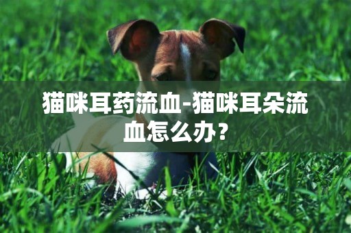 貓咪耳藥流血-貓咪耳朵流血怎么辦？