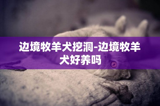 邊境牧羊犬挖洞-邊境牧羊犬好養嗎