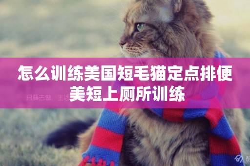 怎么訓練美國短毛貓定點排便 美短上廁所訓練