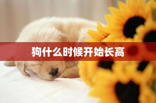 狗什么時候開始長高