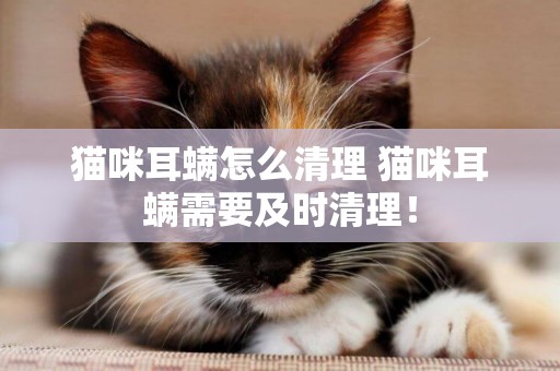 貓咪耳螨怎么清理 貓咪耳螨需要及時清理！