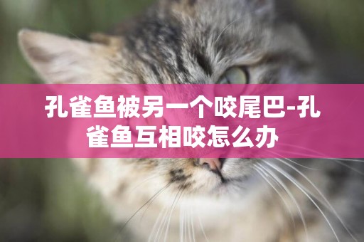 孔雀魚被另一個咬尾巴-孔雀魚互相咬怎么辦