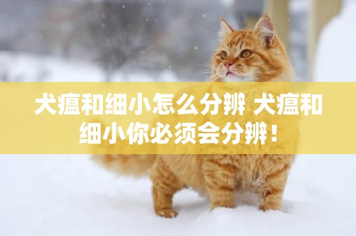 犬瘟和細小怎么分辨 犬瘟和細小你必須會分辨！